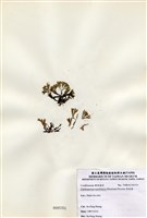 藏品(唇孢藻)的圖片